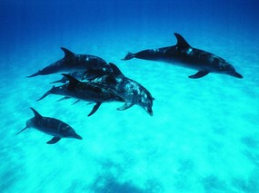 海豚写真1 壁纸6 海豚写真1 动物壁纸