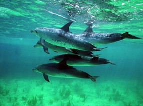 海豚写真1 壁纸9 海豚写真1 动物壁纸