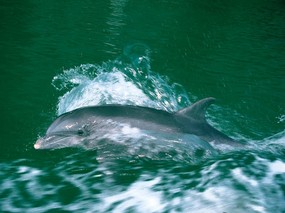 海豚写真1 壁纸12 海豚写真1 动物壁纸