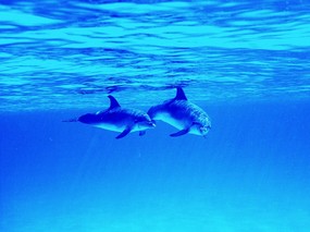 海豚写真1 壁纸13 海豚写真1 动物壁纸