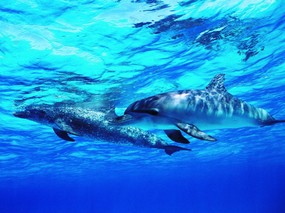 海豚写真1 壁纸14 海豚写真1 动物壁纸