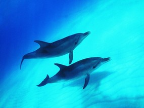 海豚写真1 壁纸20 海豚写真1 动物壁纸