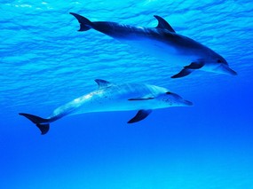 海豚写真2 动物壁纸