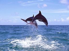 海洋的精灵-海豚 动物壁纸