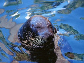  海洋动物 海狮壁纸 Sea Lion Desktop Photo 海洋动物系列-海狮壁纸 动物壁纸