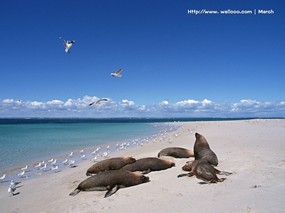  海洋动物 海狮壁纸 Sea Lion Desktop Photo 海洋动物系列-海狮壁纸 动物壁纸