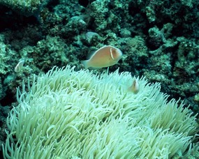 海洋生物 珊瑚海葵 第一辑 动物壁纸