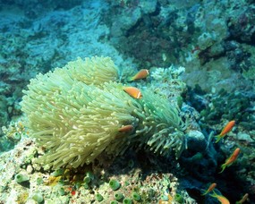 珊瑚海葵 1 19 海洋生物 珊瑚海葵 第一辑 动物壁纸