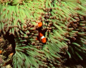 珊瑚海葵 1 18 海洋生物 珊瑚海葵 第一辑 动物壁纸