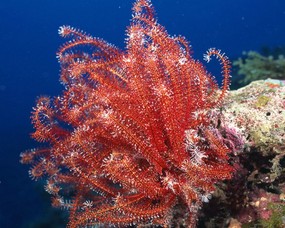 珊瑚海葵 1 17 海洋生物 珊瑚海葵 第一辑 动物壁纸