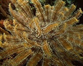 珊瑚海葵 1 16 海洋生物 珊瑚海葵 第一辑 动物壁纸