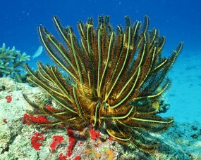 珊瑚海葵 1 15 海洋生物 珊瑚海葵 第一辑 动物壁纸