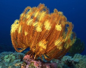 珊瑚海葵 1 14 海洋生物 珊瑚海葵 第一辑 动物壁纸