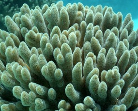 珊瑚海葵 1 12 海洋生物 珊瑚海葵 第一辑 动物壁纸