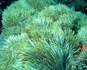 珊瑚海葵 1 11 海洋生物 珊瑚海葵 第一辑 动物壁纸