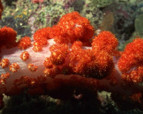 珊瑚海葵 1 10 海洋生物 珊瑚海葵 第一辑 动物壁纸
