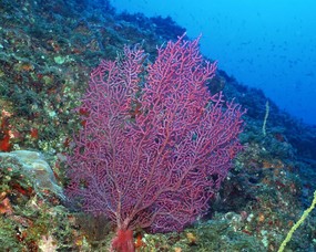 珊瑚海葵 1 9 海洋生物 珊瑚海葵 第一辑 动物壁纸