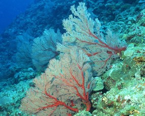 珊瑚海葵 1 8 海洋生物 珊瑚海葵 第一辑 动物壁纸