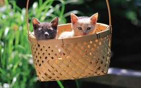  竹篮里的可爱小猫咪图片壁纸 后院里的小猫咪 动物壁纸