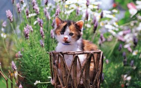  小花猫 篮子里的小花猫图片壁纸 后院里的小猫咪 动物壁纸
