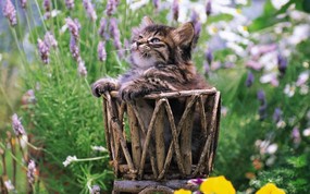  小篮子里的猫咪图片壁纸 后院里的小猫咪 动物壁纸