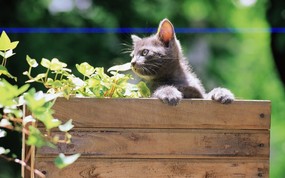  小黄猫 花盆里的小猫咪图片壁纸 后院里的小猫咪 动物壁纸