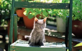  椅子上的小猫咪图片壁纸 后院里的小猫咪 动物壁纸