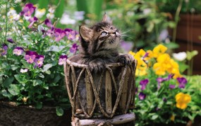  篮子里的小猫咪图片壁纸 后院里的小猫咪 动物壁纸