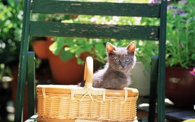  篮子里的小黑猫咪图片壁纸 后院里的小猫咪 动物壁纸