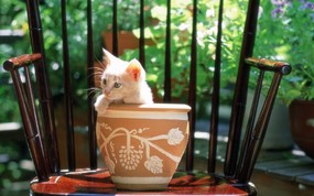  花盆里的小猫咪图片壁纸 后院里的小猫咪 动物壁纸