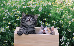  两只小猫咪 小箱里的小猫咪图片壁纸 后院里的小猫咪 动物壁纸