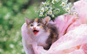  喵喵小猫 花篮里的小猫咪图片壁纸 后院里的小猫咪 动物壁纸