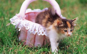  喵喵小猫 篮子里的小猫咪图片壁纸 后院里的小猫咪 动物壁纸