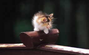  一个月大的可爱小猫咪图片壁纸 后院里的小猫咪 动物壁纸