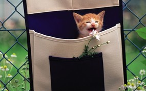  布袋里的小小黄猫咪图片壁纸 后院里的小猫咪 动物壁纸
