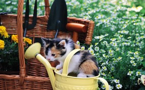  水壶里的小花猫咪图片壁纸 后院里的小猫咪 动物壁纸