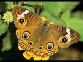 蝴蝶来过这世界 蝴蝶来过这世界 动物壁纸