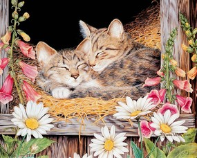 Jane Maday 手绘小猫咪壁纸 谷仓小猫图片  Jane Maday 手绘猫咪壁纸 动物壁纸