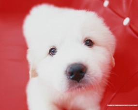 家有宠物 可爱狗宝宝 可爱的小狗图片壁纸 Desktop Wallpaper of puppy dog 家有宠物 可爱狗宝宝壁纸 动物壁纸
