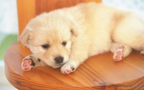  可爱小狗宝宝图片 Lovely Puppy dogs Baby Puppies Photos 家有幼犬-可爱小狗壁纸 动物壁纸