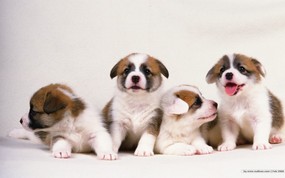  宠物小狗宝宝壁纸 Lovely Puppy dogs Baby Puppies Wallpaper 家有幼犬-可爱小狗壁纸 动物壁纸