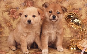  可爱幼犬小狗狗图片 Lovely Puppy Photos Lovely Puppies 家有幼犬-可爱小狗壁纸 动物壁纸