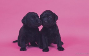  可爱小狗宝宝图片 Lovely Puppy dogs Baby Puppies Photos 家有幼犬-可爱小狗壁纸 动物壁纸