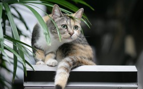  城市街角的流浪猫图片 街角的流浪猫(三) 动物壁纸