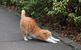  城市街角的流浪猫图片 街角的流浪猫(三) 动物壁纸