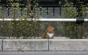  城市里的流浪猫图片 街角的流浪猫(三) 动物壁纸