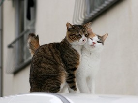  猫咪情侣图片壁纸 街角的流浪猫(三) 动物壁纸