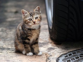 街角的小猫咪摄影高清 动物壁纸