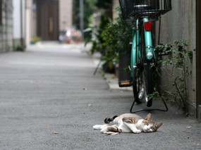 街角的小猫咪摄影高清壁纸 壁纸50 街角的小猫咪摄影高清 动物壁纸