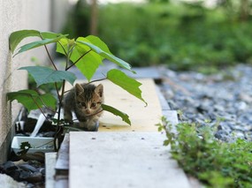 街角的小猫咪摄影高清壁纸 壁纸27 街角的小猫咪摄影高清 动物壁纸